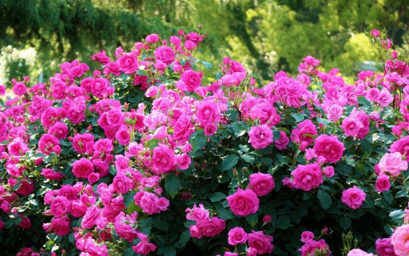 Правила посадки розы в открытый грунт