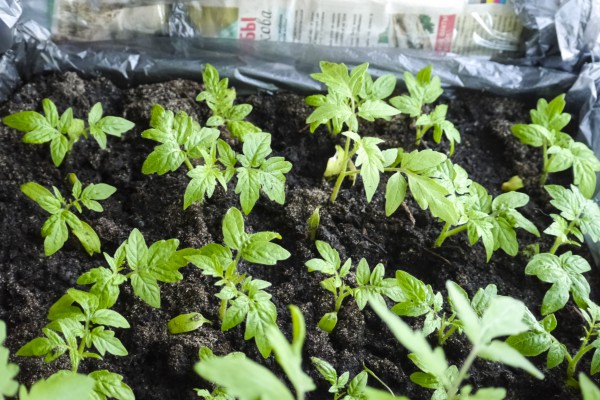 посадить дома семечки конопли