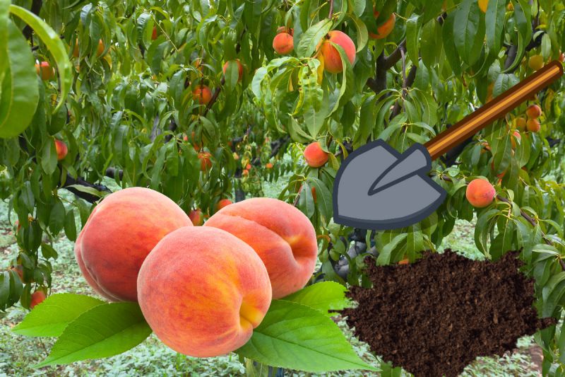 Посадка персика: как правильно сажать саженец осенью и весной в открытый грунт в средней полосе и на юге