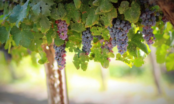 Как правильно выращивать виноград в нижегородской области?