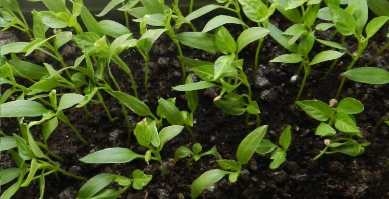 Как прорастить семена перца в домашних условиях – полезные советы и инструкция