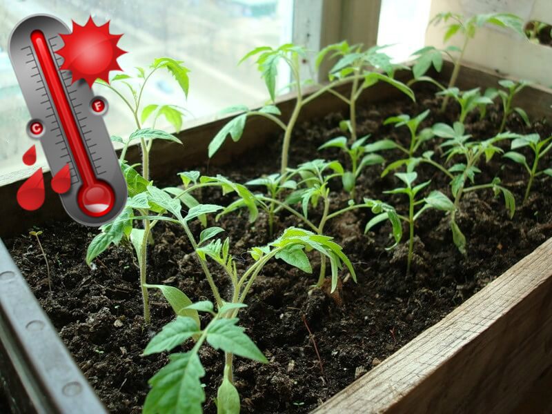 Optimalnaya temperatura vyrashhivaniya rassady tomatov