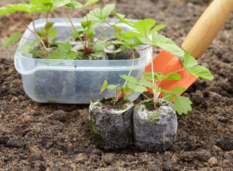 Можно ли выращивать капусту в торфяных таблетках?