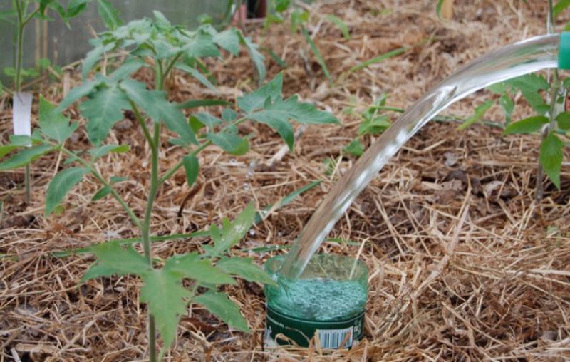 Высадка рассады помидор в открытый грунт: когда и как правильно сажать