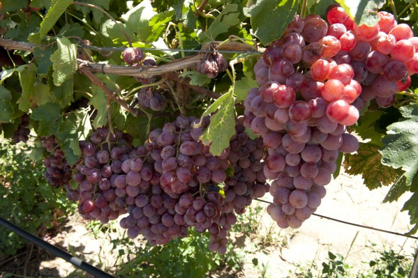 Когда сажать виноград осенью
