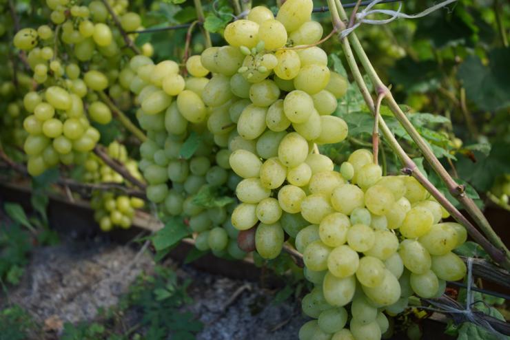 Как сажать виноград осенью на даче