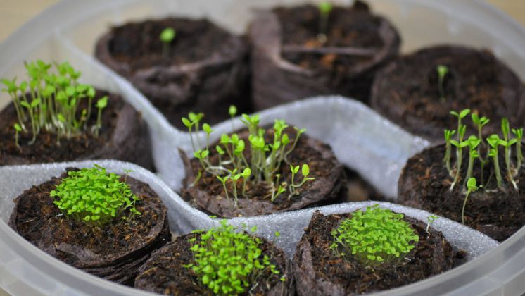 Можно ли выращивать капусту в торфяных таблетках?