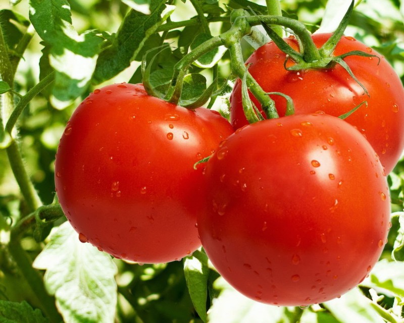 Как сажать помидоры на рассаду подготовка и посев семян видео