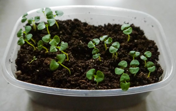 Как из семян вырастить рассаду базилика в домашних условиях
