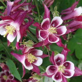 Цветок аквилегия (Водосбор): посадка и уход в открытом грунте, виды и сорта с фото