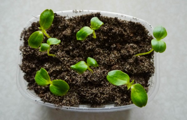Как выращивать бальзамин из семян в домашних условиях?