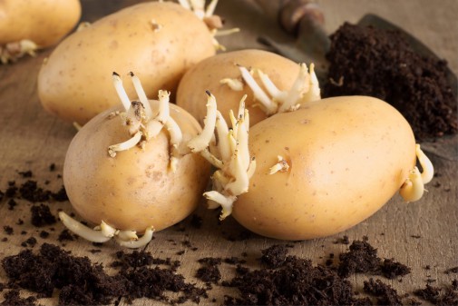 Как лучше сажать картофель в борозду или делать лунки тяпкой
