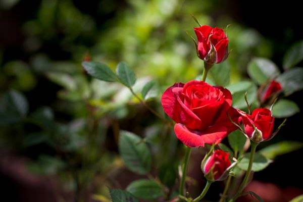 Правильный уход за розами в открытом грунте