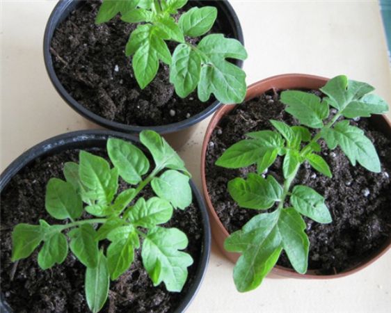 Можно ли выращивать рассаду томатов без пикировки?
