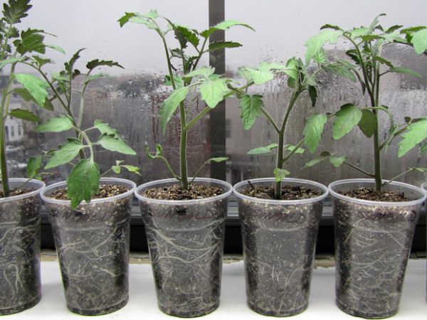 Можно ли выращивать рассаду томатов без пикировки?