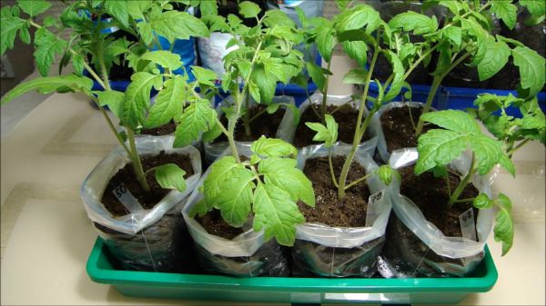Posadka semyan tomatov na rassadu v pakety dlya vyrashhivaniya bez pikirovki