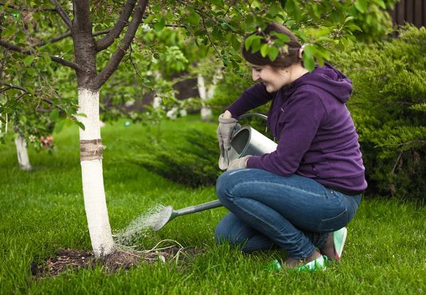 Чем обрабатывать яблони весной от болезней и вредителей: схема опрыскивания