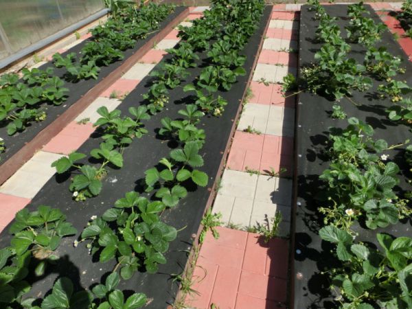 Как выращивать клубнику под черным укрывным материалом?