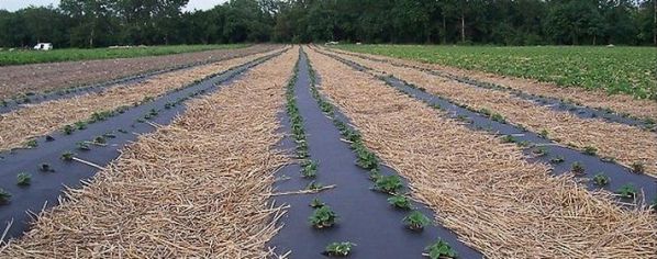 Как выращивать клубнику в открытом грунте агроволокно?