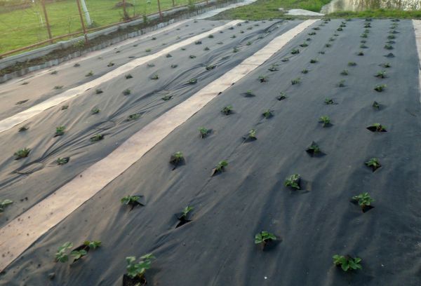Как выращивать клубнику в открытом грунте агроволокно?