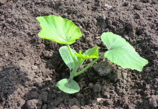 Как выбрать и подготовить семена тыквы для посадки, а затем вырастить из них отменный урожай