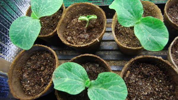 Посев семян тыквы рекомендуется проводить в мае
