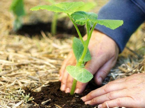 Как выбрать и подготовить семена тыквы для посадки, а затем вырастить из них отменный урожай