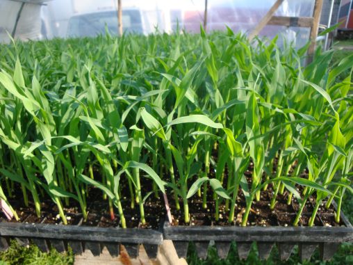 Когда и как сажать кукурузу на рассаду в домашних условиях в 2023 году