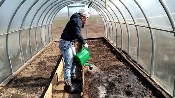 Высадка рассады томатов в теплицу в 2022 году: сроки, правила, подготовка