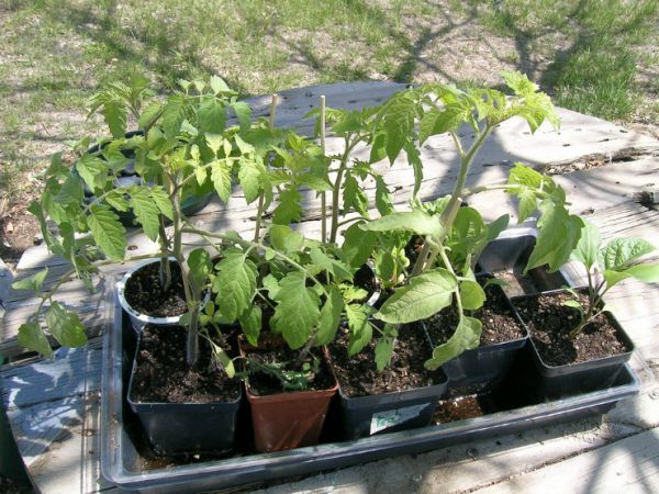 Высадка рассады томатов в теплицу в 2022 году: сроки, правила, подготовка