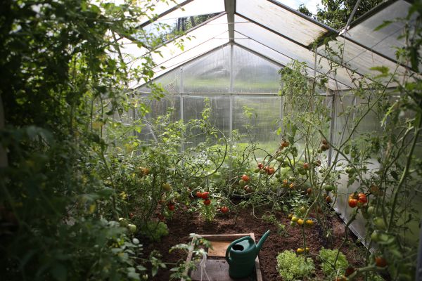 Правила высадки рассады томатов в открытый грунт и теплицу
