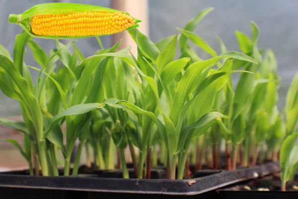 Когда и как сажать кукурузу на рассаду в домашних условиях в 2023 году