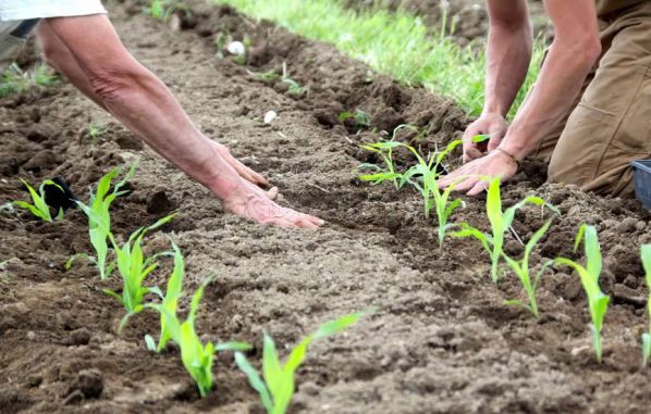 vysadka rassady kukuruzy v otkrytyj grunt