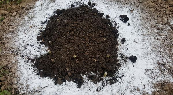 Как подготовить травянистые и древовидные пионы к зиме: правила осеннего ухода