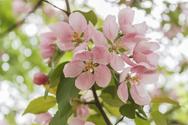 Как и чем подкормить яблони весной и летом для хорошего урожая: удобрения исхемы