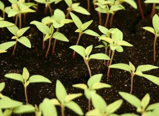 Как вырастить из семян целозию