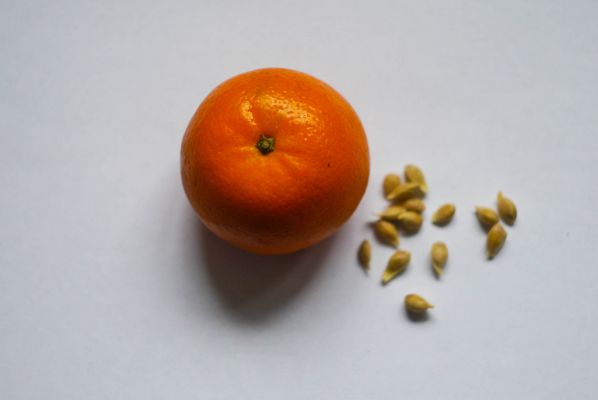Posev semyan mandarina v chajnye paketiki
