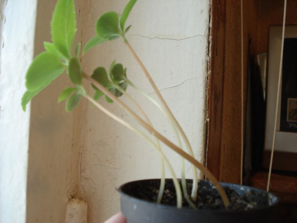 Как выращивать бальзамин из семян в домашних условиях?
