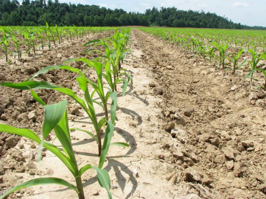 6 советов по посадке и выращиванию сахарной кукурузы в открытом грунте