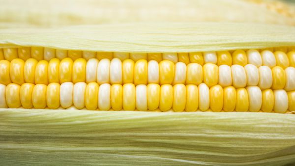 Как правильно сажать кукурузу в открытый грунт