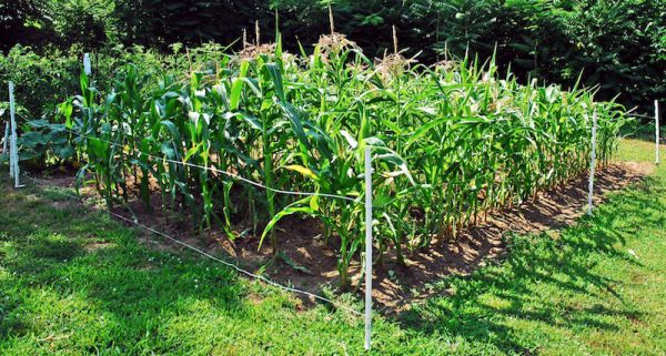 Как и когда сажать кукурузу в открытый грунт семенами: сроки, правила,схемы посадки