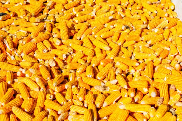 Normy a pravidla pro setí kukuřice, jak sázet a připravovat semena