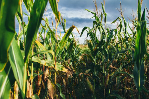 Как сажать кукурузу в краснодарском крае