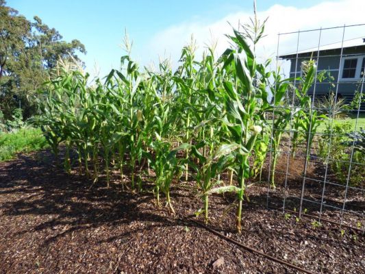 Как правильно сажать кукурузу в открытый грунт