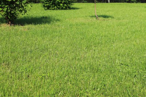 Как правильно посеять газон: общие советы для начинающих дачников