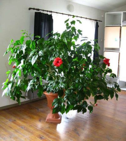Крупные комнатные растения (высокие, с листьями больших размеров): список с фото и названиями