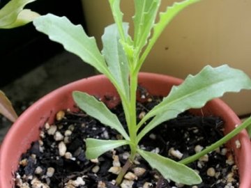 Диморфотека – выращивание из семян, когда сажать, уход, фото