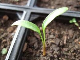 Как выращивать диморфотеку из семян: сорта, методика выращивания рассады, уход