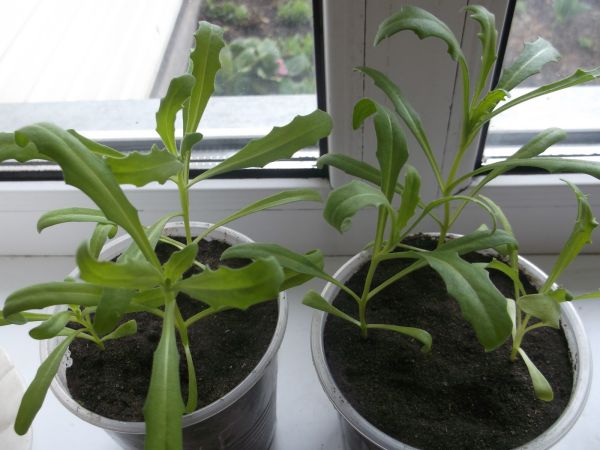 Диморфотека – выращивание из семян, когда сажать, уход, фото