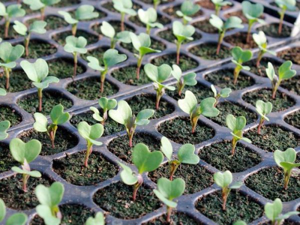 Особенности выращивания капусты брокколи в открытом грунте, секреты ухода
